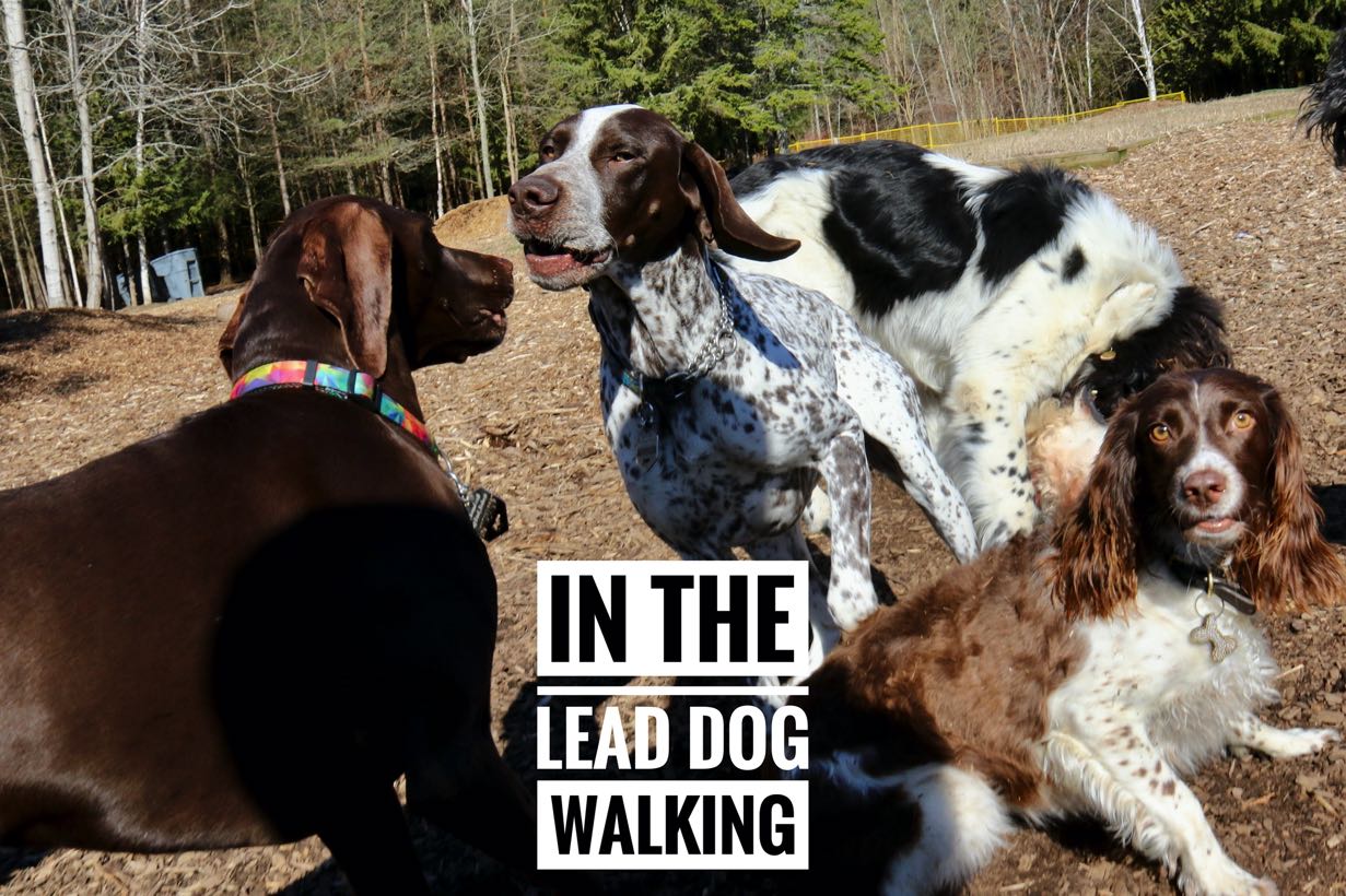 In The lead dog walking