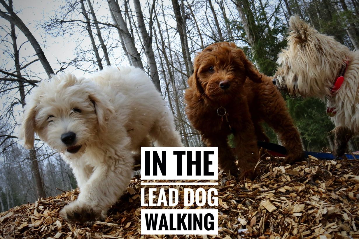 In the lead dog walking