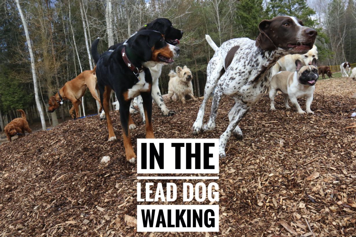 In The Lead Dog Walking