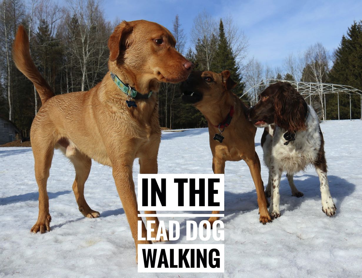 in the lead dog walking